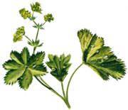 Lady&#039;s Mantle Tea (1lb/454g) BULK - Maria Treben&#039;s Authentic™