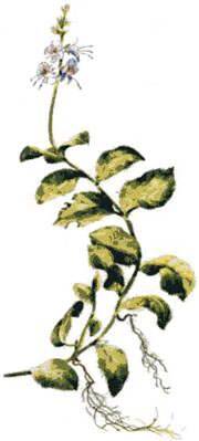 Speedwell Tea (1lb/454g) BULK - Maria Treben's Authentic™