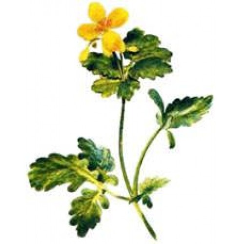 Greater Celandine Extract / Tincture (4oz/118ml) - Maria Treben&#039;s Authentic™