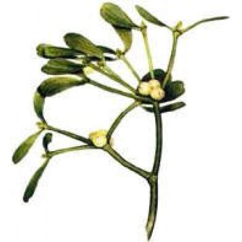 Mistletoe Extract / Tincture (4oz/118ml) - Maria Treben&#039;s Authentic™