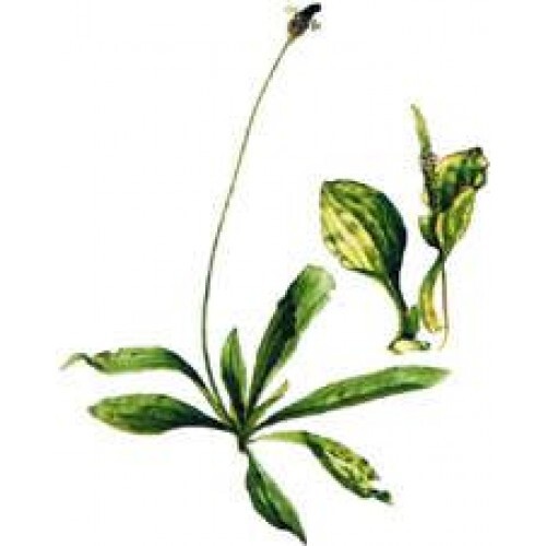 Plantain Extract / Tincture (4oz/118ml) - Maria Treben&#039;s Authentic™