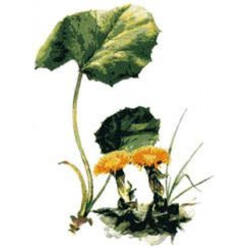 Coltsfoot Extract / Tincture (4oz/118ml) - Maria Treben's Authentic™ Coltsfoot Extract / Tincture (4oz/118ml) - Maria Treben's Authentic™
