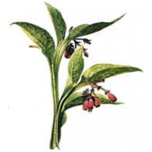 Comfrey Extract / Tincture (4oz/118ml) - Maria Treben's Authentic™ Comfrey Extract / Tincture (4oz/118ml) - Maria Treben's Authentic™