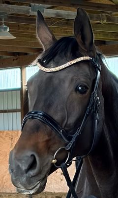 3 Row (6.5mm, 3mm Size PRECIOSA Glass Crystal)  * Easy On/Off Snap  * BLACK or BROWN Leather Browband  *Lt Peach, Lt Gold Quartz, Gold Qtz