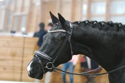 Jet Black, Diamond Black and Clear 5 Row - PRECIOSA Glass Crystal - Easy On/Off Crystal Rivet Button BLACK or BROWN Leather Browband