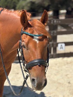 X-Deep U    * Mix Pattern (6.5mm, 4mm ARIANA “NO SNAG Secure-Stitch" Hot Fix Glass Crystal)   * Easy On/Off Logo Snap Closure   * BLACK or BROWN Italian Leather Browband  *Lt. Turquoise, Blue Zircon, 