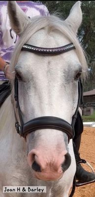 X-Deep U * 1 Row (8.5mm PRECIOSA Glass Crystal) * Easy On/Off Snap * BLACK or BROWN Italian Leather Browband *Violet, Crystal Vitrail Ombre