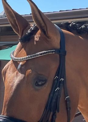 3 Row (8.5mm, 4mm PRECIOSA Glass Crystal)  * Easy On/Off Snap   * BLACK Leather Browband  *   Black Diam, Crystal Nightfall, Clear Crystals
