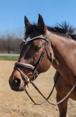 X-Deep U    * 1 Row (8.5mm PRECIOSA Glass Crystal)   * Easy On/Off Snap   * BLACK or BROWN Italian Leather Browband  * Clear Crystals