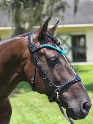 X-Deep U  *  1 Row  RIVOLI (12mm PRECIOSA Glass Crystal)   *  Easy On/Off Snap   * BLACK or BROWN Italian Leather Browband  * Aqua Bohemica Crystals