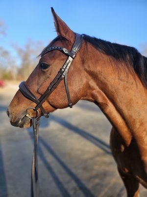 EctoComfort Single Brilde BLACK or BROWN Italian and Calfskin All Leather BRIDLE with Crystal Browband