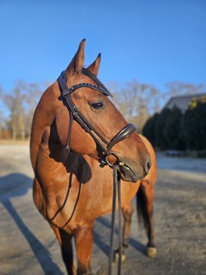 EctoComfort Single Brilde BLACK or BROWN Italian and Calfskin All Leather BRIDLE with Crystal Browband