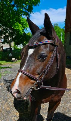 X-Deep U    *  Mix Pattern (7mm, 4mm ARIANA “NO SNAG” Hot Fix Glass Crystal)Channel Set Padded Back  *  Easy On/Off Snap   * BLACK or BROWN Italian Leather Browband  *Red (Siam), White(Clear) &amp; Blue (