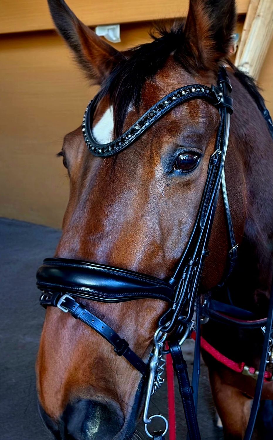 EctoTransition (Single/Double) BLACK Italian and Calfskin All Leather BRIDLE with Jet Black and Hematite Crystal Browband and Accent Patent Piping Noseband