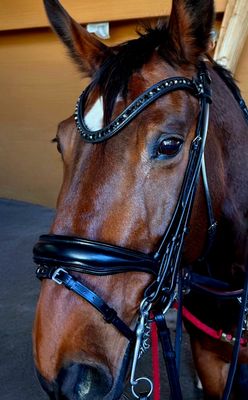 EctoTransition (Single/Double) BROWN Italian and Calfskin All Leather BRIDLE with Jet Black and Hematite Crystal Browband and Accent Patent Piping Noseband