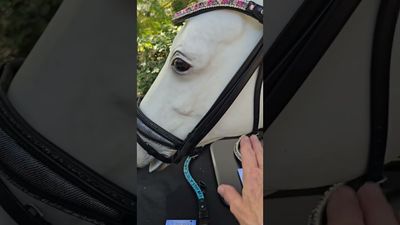 EctoPro 1 (Single/Double) BLACK Italian and Calfskin All Leather Bridle with Jet Black and Hermatite Crystal Browband and Accent Patent Piping EctoPro 1 (Single/Double) BLACK Italian and Calfskin All Leather Bridle with Jet Black and Hermatite Crystal Browband and Accent Patent Piping