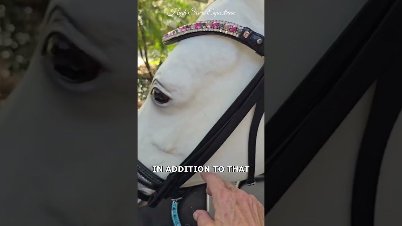 EctoPro 1 (Single/Double) BLACK Italian and Calfskin All Leather Bridle with Jet Black and Hermatite Crystal Browband and Accent Patent Piping