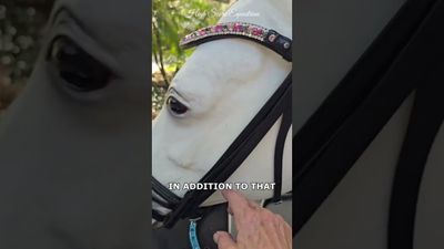 EctoPro 1 (Single/Double) BLACK Italian and Calfskin All Leather Bridle with Jet Black and Hermatite Crystal Browband and Accent Patent Piping EctoPro 1 (Single/Double) BLACK Italian and Calfskin All Leather Bridle with Jet Black and Hermatite Crystal Browband and Accent Patent Piping