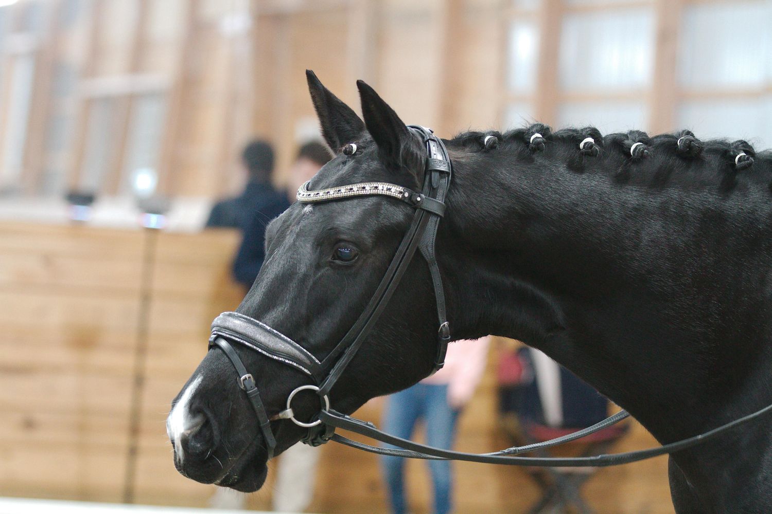 EctoPro 1 (Single/Double) BLACK Italian and Calfskin All Leather Bridle with Jet Black and Hematite Crystal Browband and Accent Patent Piping