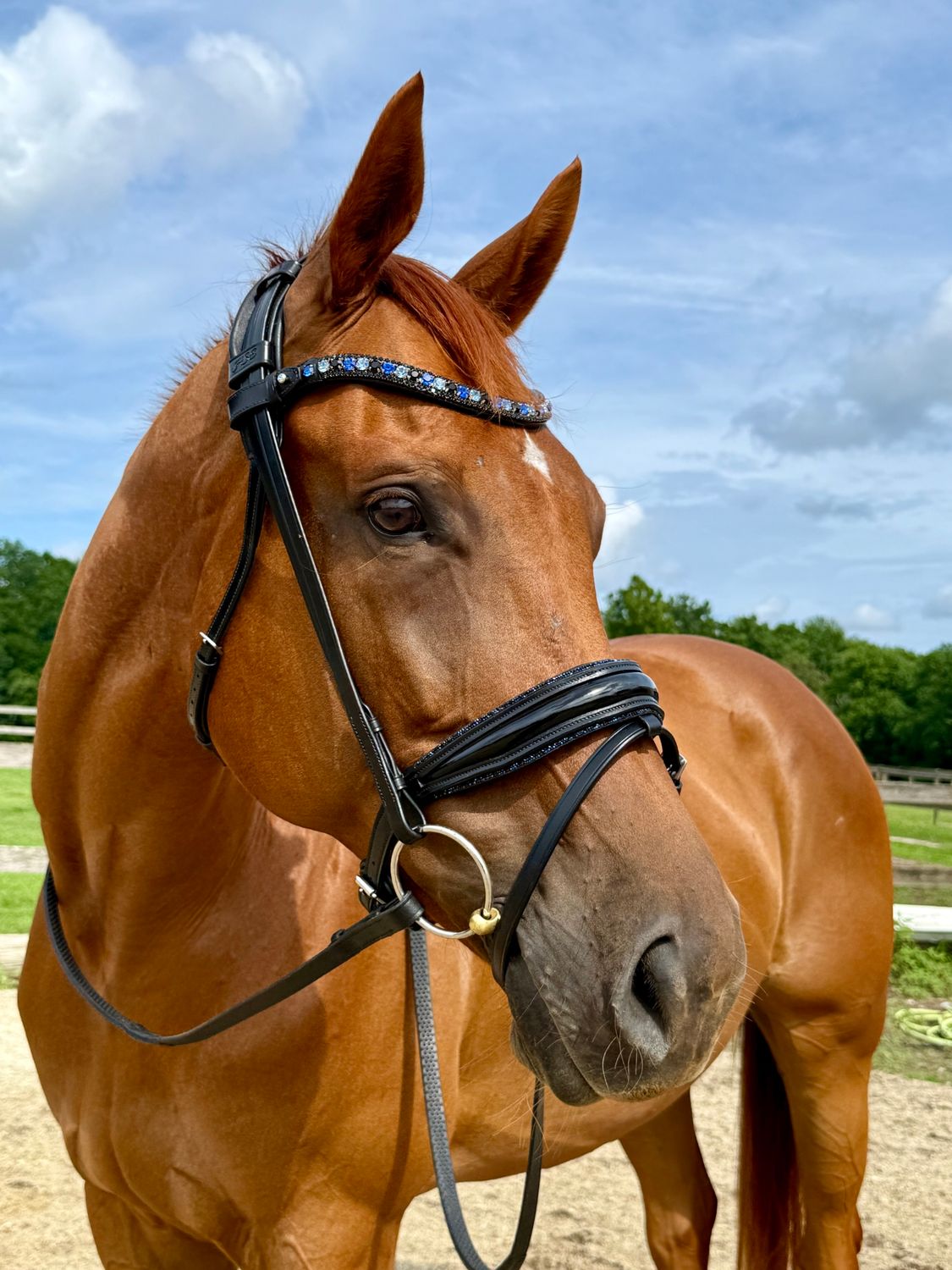 EctoPro 1 (Single/Double) BLACK Italian and Calfskin All Leather Bridle with Jet Black and Hematite Crystal Browband and Accent Patent Piping