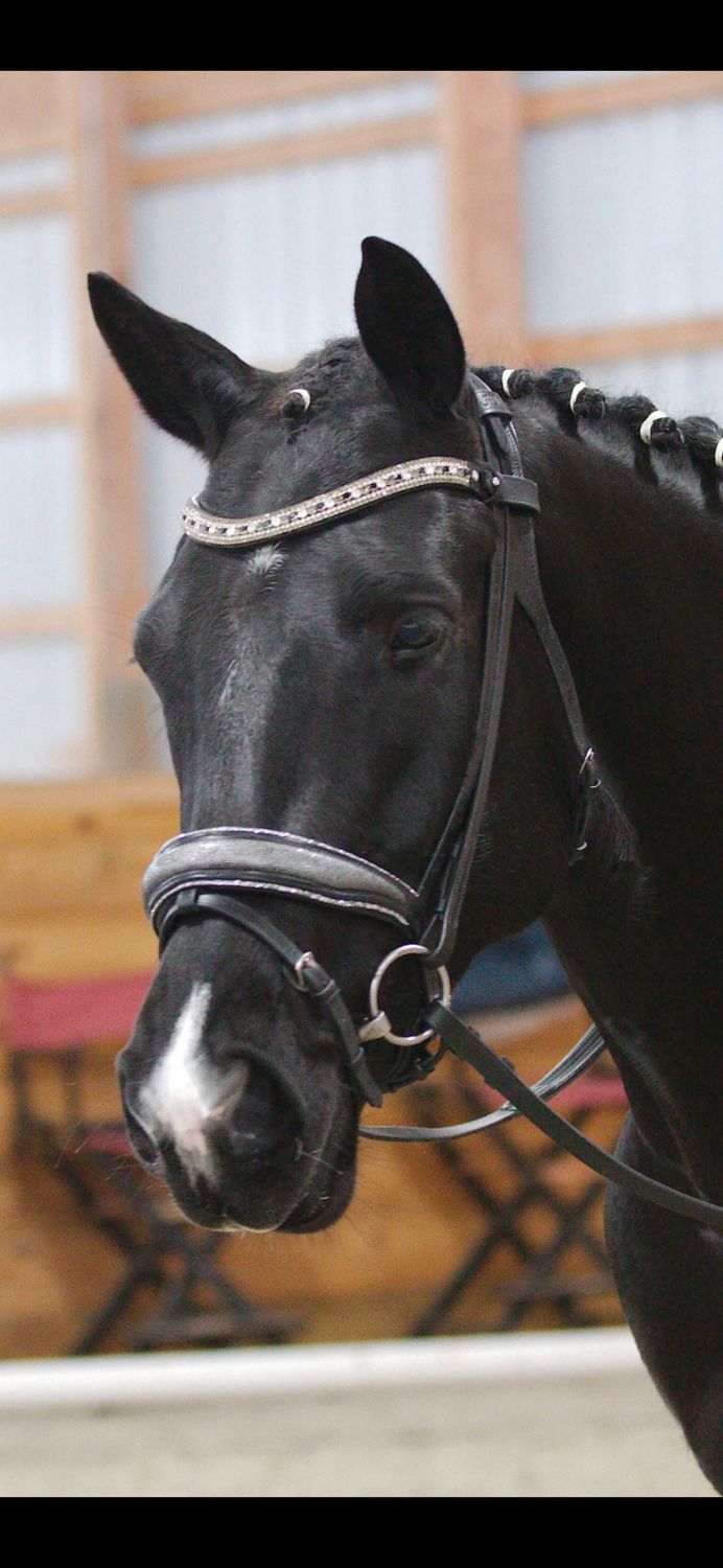 EctoPro 2 (Single/Double) BLACK Italian and Calfskin All Leather Bridle with Jet Black and Hermatite Crystal Browband and Accent Patent Piping