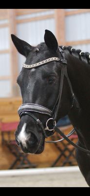 EctoPro 2 (Single/Double) BLACK Italian and Calfskin All Leather Bridle with Jet Black and Hermatite Crystal Browband and Accent Patent Piping EctoPro 2 (Single/Double) BLACK Italian and Calfskin All Leather Bridle with Jet Black and Hermatite Crystal Browband and Accent Patent Piping