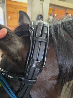 EctoPro 2 (Single/Double) BROWN Italian and Calfskin All Leather Bridle with Jet Black and Hematite Crystal Browband and Accent Patent Piping