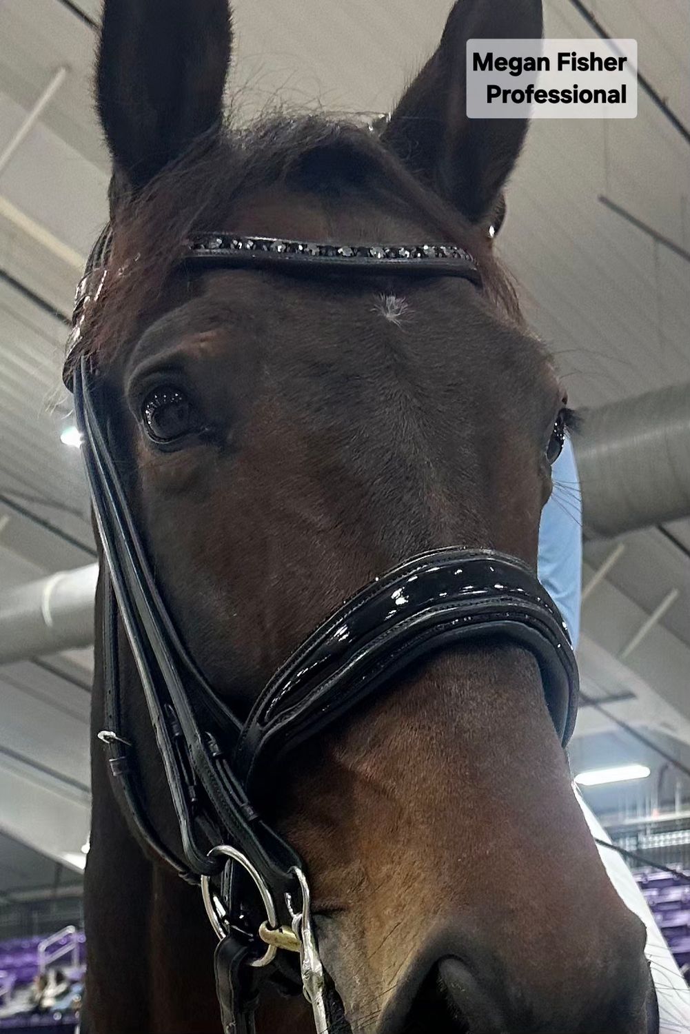 EctoPro 2 (Single/Double) BROWN Italian and Calfskin All Leather Bridle with Jet Black and Hematite Crystal Browband and Accent Patent Piping