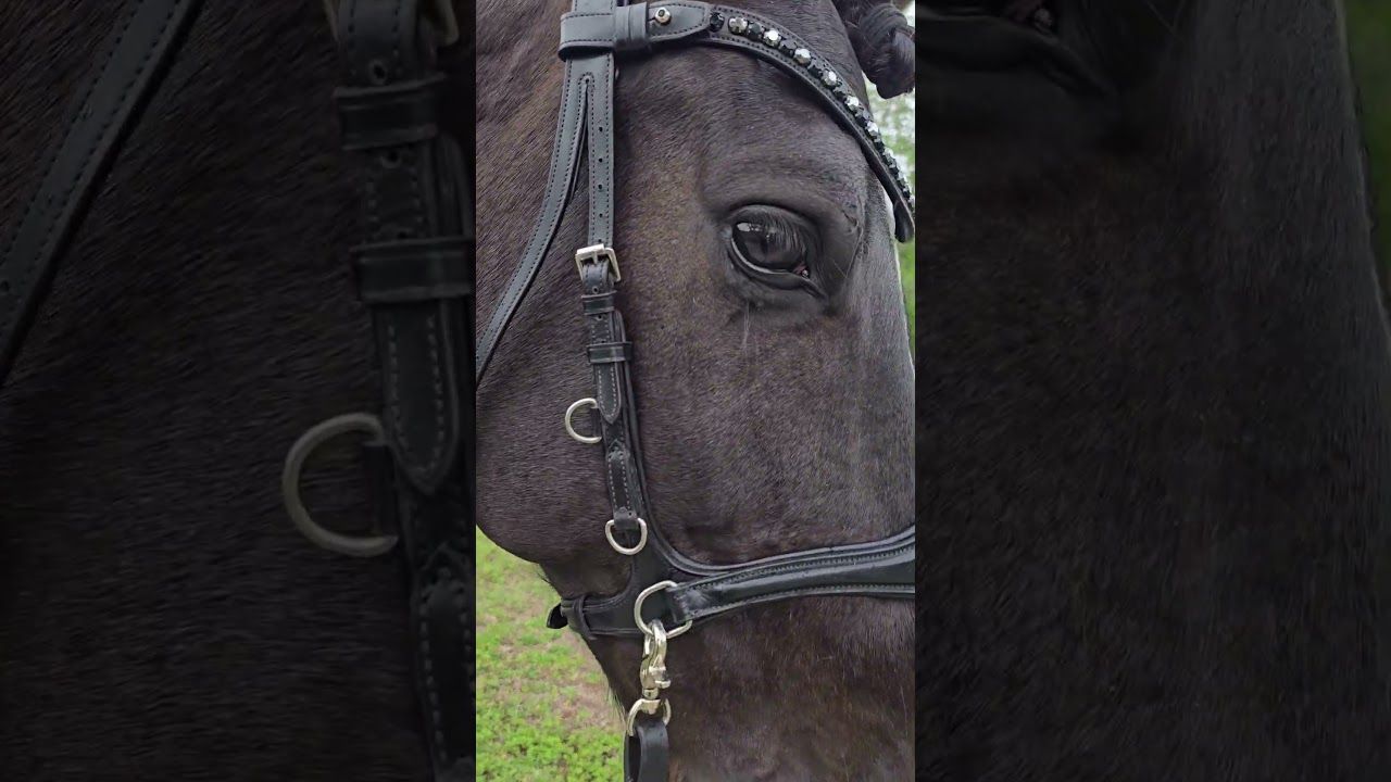 EctoBitless -  Bitless Bridle