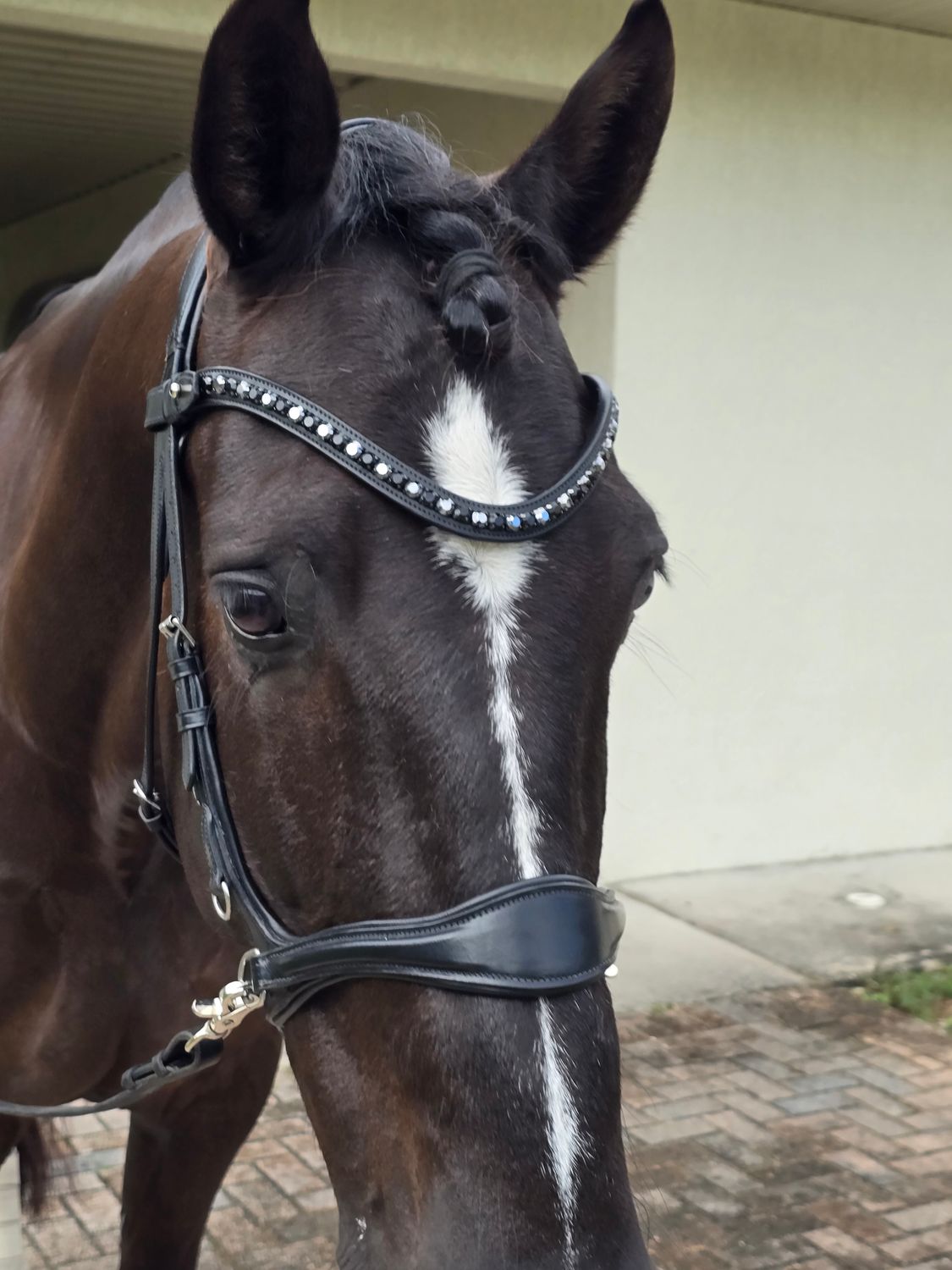 EctoBitless -  Bitless Bridle