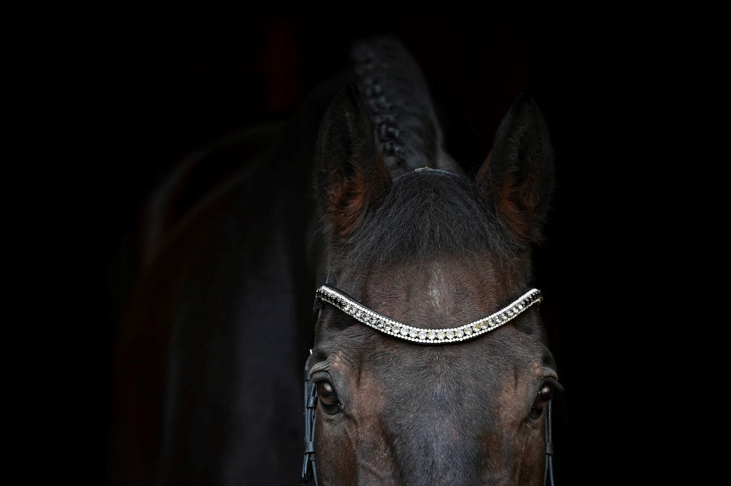 EctoFrancaise - French Riding Inspired Noseless Brilde - COMING SOON
