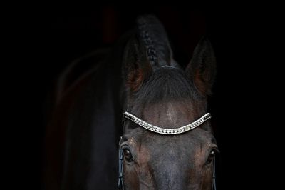 EctoFrancaise - French Riding Inspired Noseless Brilde - COMING SOON EctoFrancaise - French Riding Inspired Noseless Brilde - COMING SOON