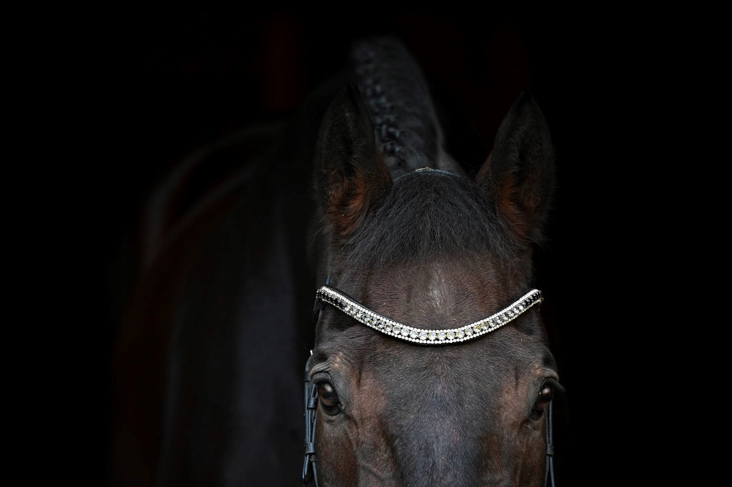 EctoFrancaise - French Riding Inspired Noseless Bridle