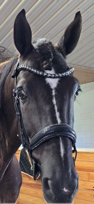 EctoComfort Double Brilde BLACK or BROWN Italian and Calfskin All Leather BRIDLE with Crystal Browband