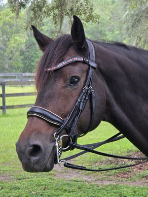 EctoComfort Double Brilde BLACK or BROWN Italian and Calfskin All Leather BRIDLE with Crystal Browband