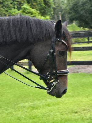 EctoComfort Double Brilde BLACK or BROWN Italian and Calfskin All Leather BRIDLE with Crystal Browband