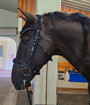 EctoComfort Double Brilde BLACK or BROWN Italian and Calfskin All Leather BRIDLE with Crystal Browband