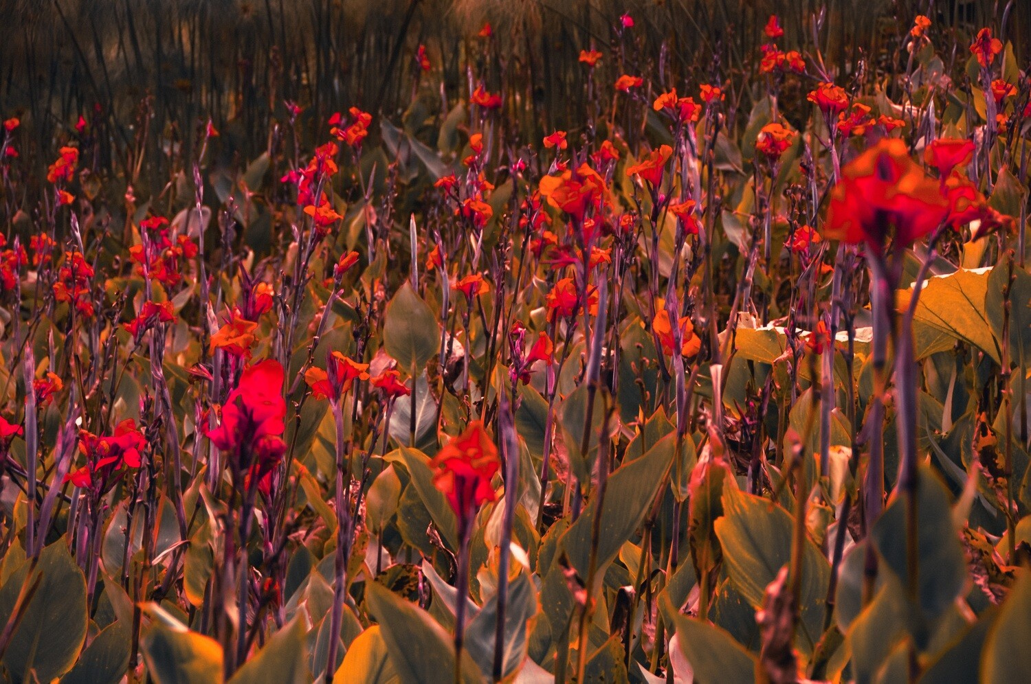 Blooming Fields