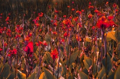 Blooming Fields