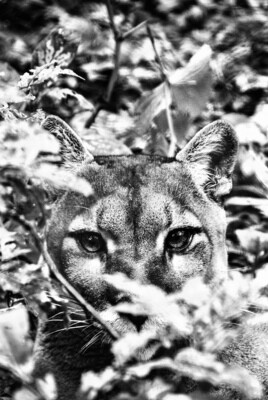 Eyes like the jungle