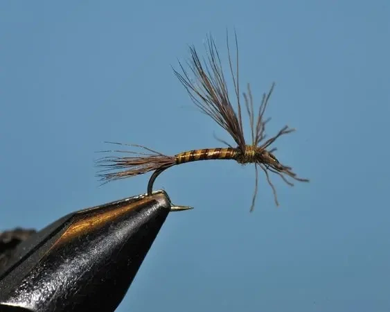 Green Drake Adult - SP
