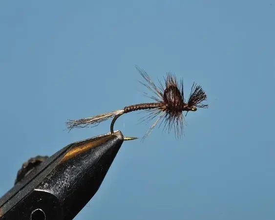 Drake Gray Hatcher - SP