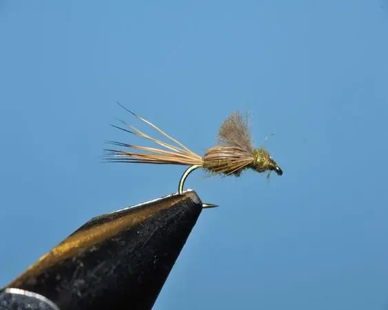 Fatty Emerger (Light) - SP