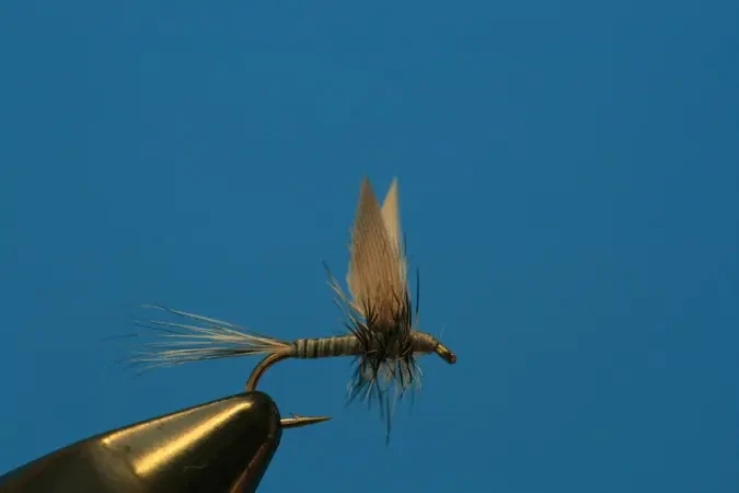 Gray Twofer - SP