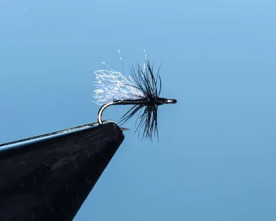 Black Thread Midge