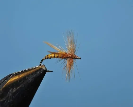 Yellow Jacket - SP