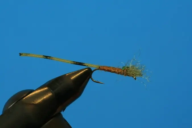 Terrestrial Olive Damsel - SP