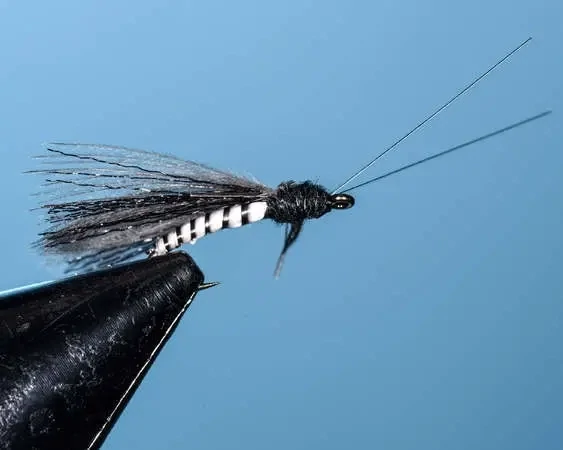 Black Emperor Caddis