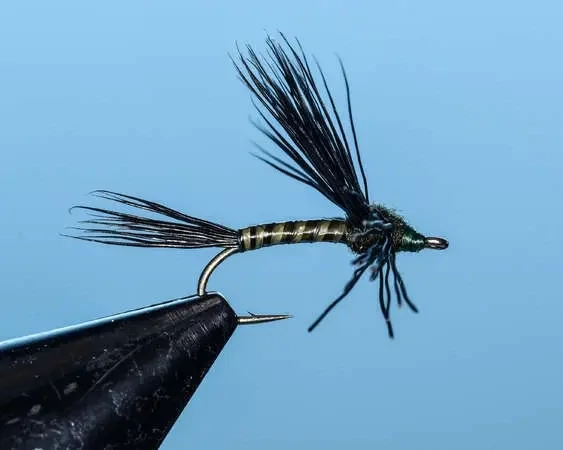 Black Searcher