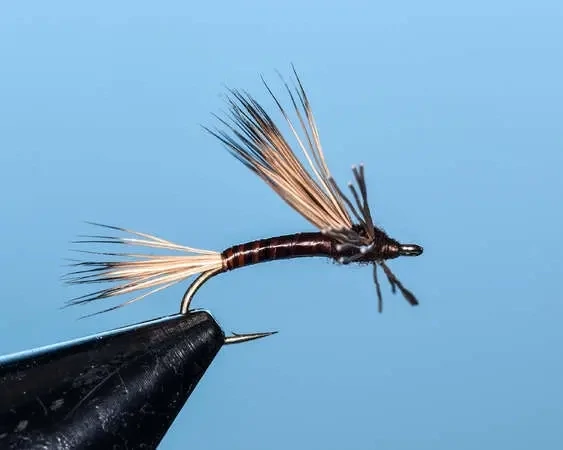 Brown Searcher